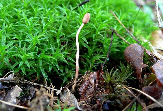 Cordyceps larvicola    Qulet